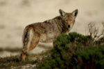 Coyote (Photo by Ezra Shaw/Getty Images)