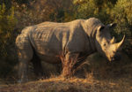 northern white rhino (Photo by Mark Kolbe/Getty Images)