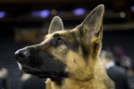 United Airlines flies German shepherd to Japan (Photo by Drew Angerer/Getty Images)