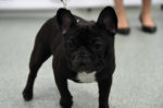 French Bulldog United Puppy Houston (Photo by Jamie McCarthy/Getty Images)
