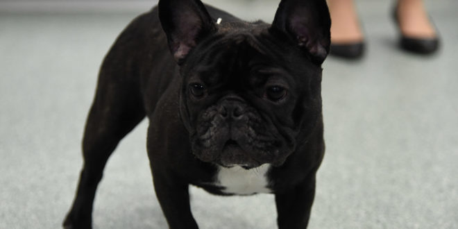 French Bulldog United Puppy Houston (Photo by Jamie McCarthy/Getty Images)