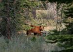 Bears Bear Break In Tahoe (Photo by Justin Sullivan/Getty Images)