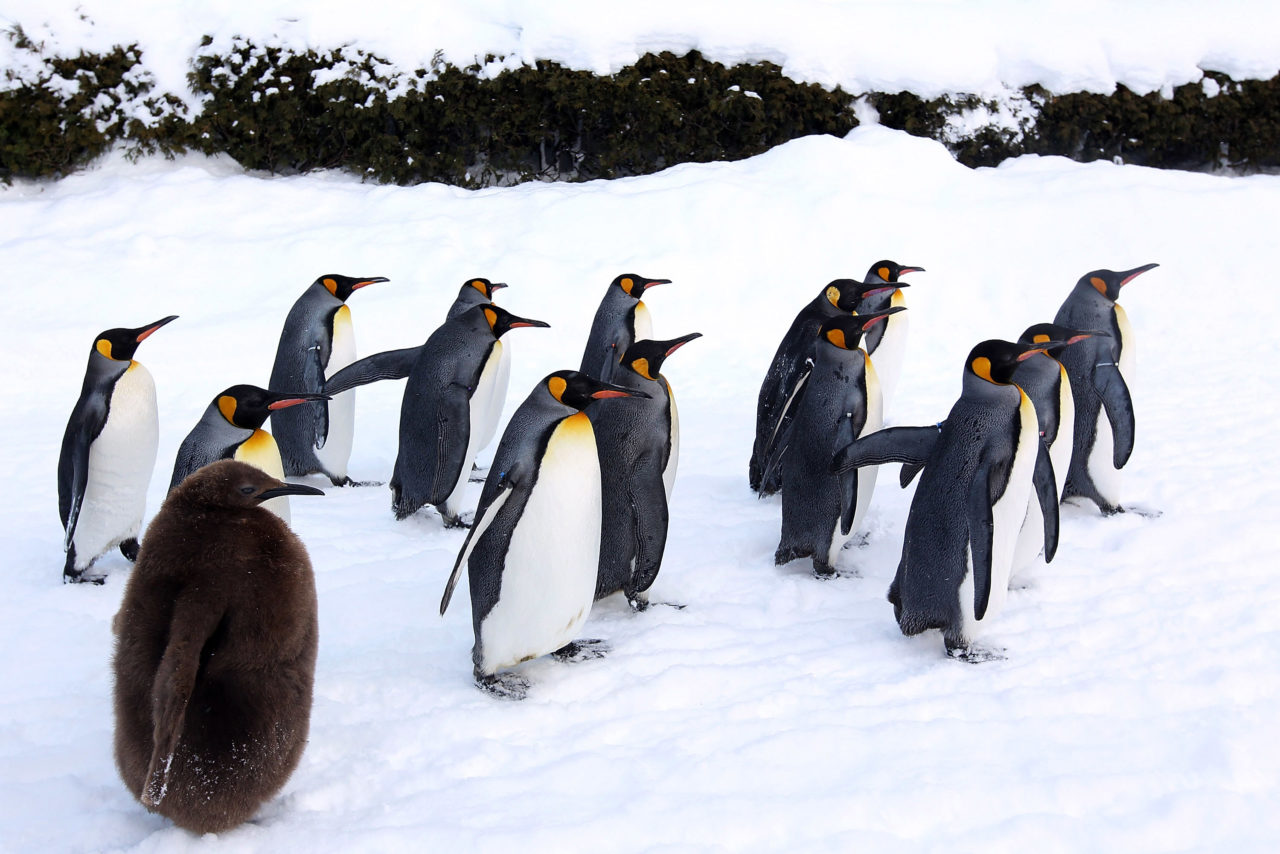 Emperor Penguins in Antarctica (Photo by Junko Kimura/Getty Images)