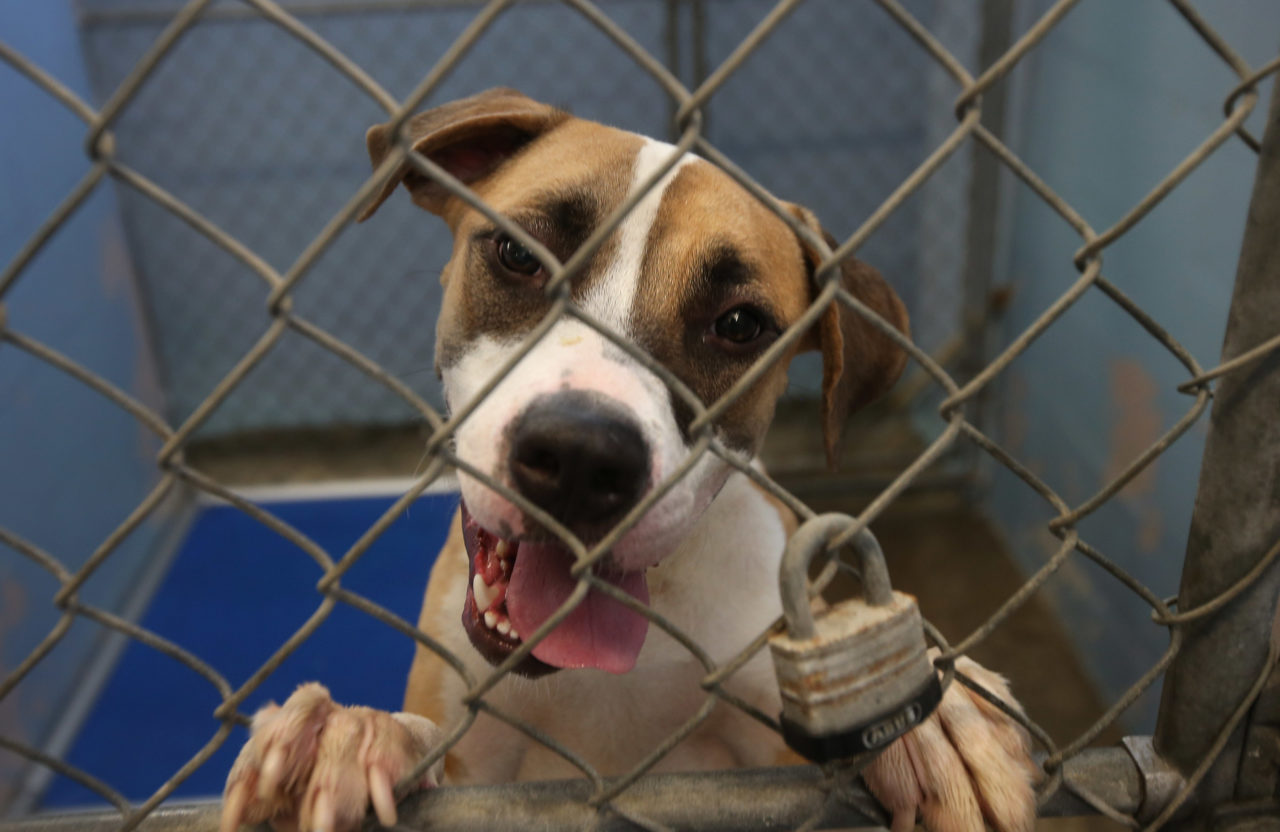 Bradshaw Animal Shelter, Sacramento Animal Adoption, Sacramento Shelters, Free Dog Adoption, Sacramento Dogs