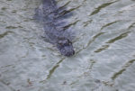 Alligator in Camden Lake in Elk Grove (Photo by John Moore/Getty Images)