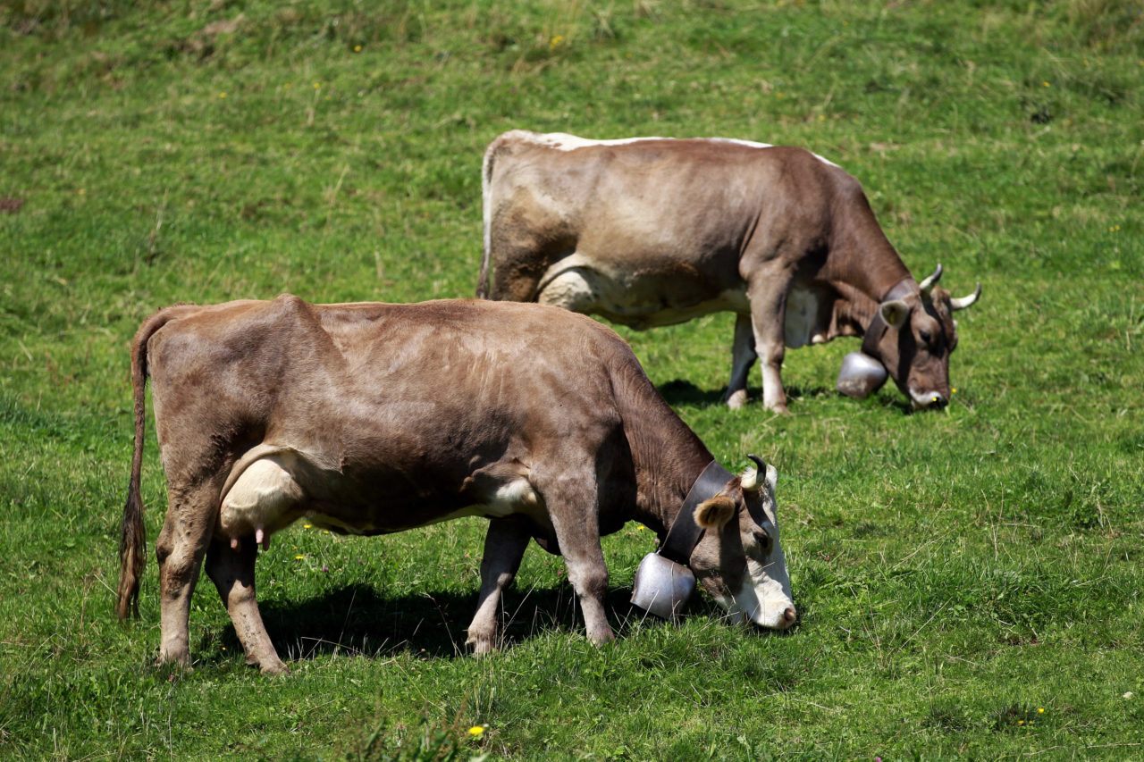 Cow Bra 