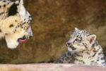 Snow Leopard Cub Born At Sacramento Zoo (Photo by Mark Kolbe/Getty Images)