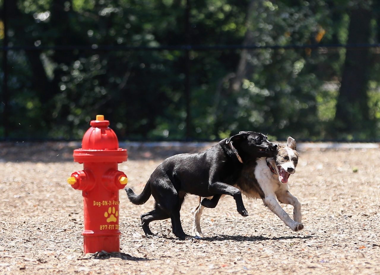 Mutts and Mugs, Dog Park Sacramento, Dog Park with Beer Sacramento, Dog Bark With Beer Garden (Photo by Bruce Bennett/Getty Images)