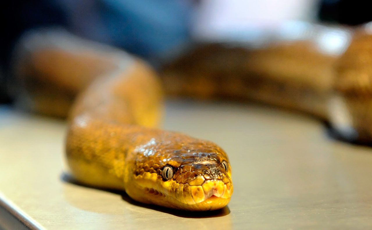 Snake, Toilet Snake, Texas (Photo by Ethan Miller/Getty Images)