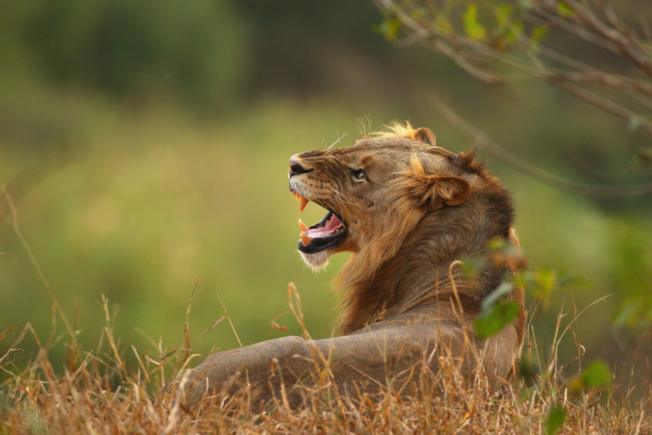 Rhino Poachers, Lions, African Game Reserve, Poachers eaten by lions (Photo by Cameron Spencer/Getty Images)