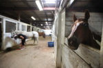 Dixon Rancher, Stolen Horses Dixon, Dixon Horses (Photo by Mario Tama/Getty Images)