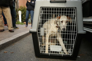 Bradshaw Animal Shelter, Animal Cruelty, Sacramento (Photo by Chip Somodevilla/Getty Images)