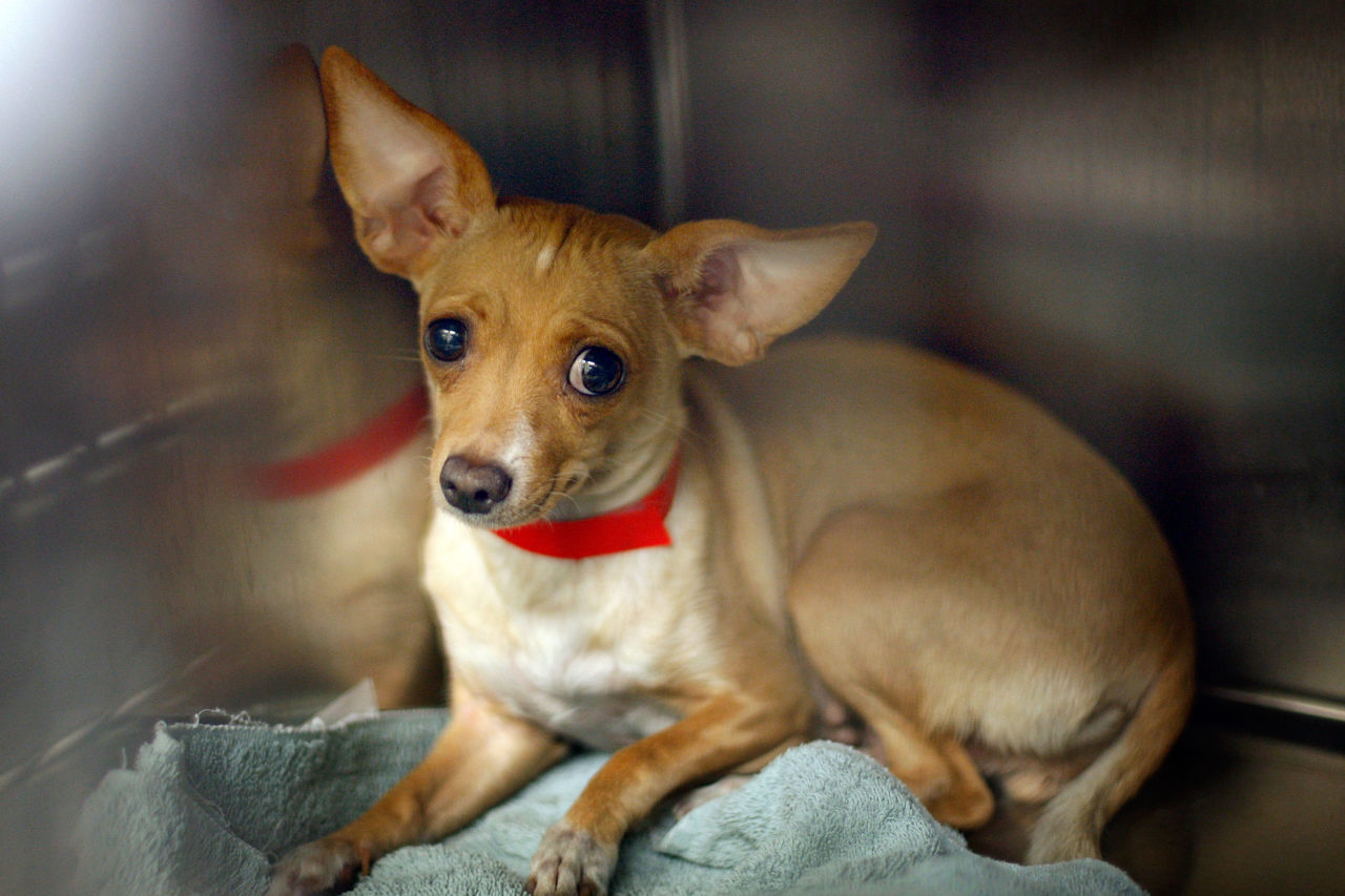 Yuba County, Yuba County Animal Shelter (Photo by David McNew/Getty Images)