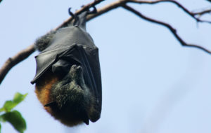 Mineral Bar Campground, Rabid Bat, Bat with Rabies, Placer County (Photo by Ian Waldie/Getty Images)