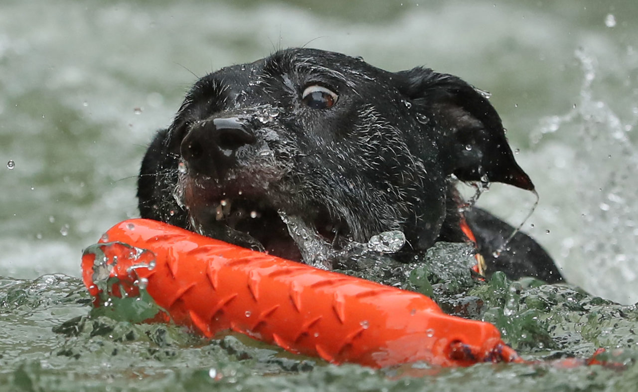 The Animal Den, Dog Pool Party, Sacramento Weekend, To Do in Sacramento (Photo by Scott Barbour/Getty Images)