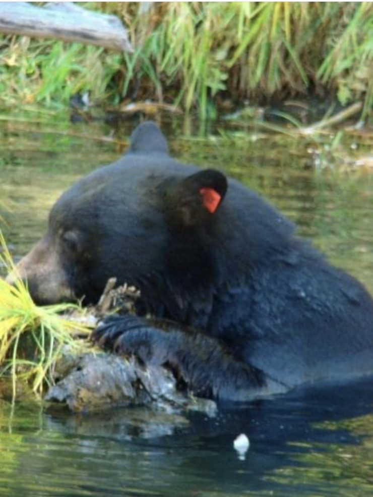 3 Tahoe Bear Cubs Ended Up In The Lake; Mama Bear To The Rescue New